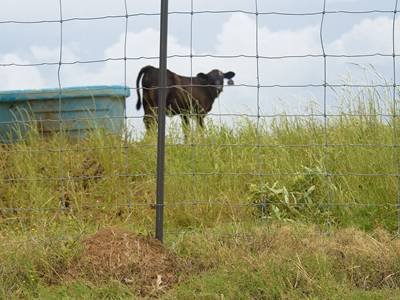 star-picket-cattle-farm